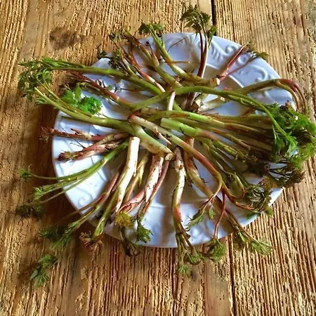 Alojamento de Turismo Rural Randis *